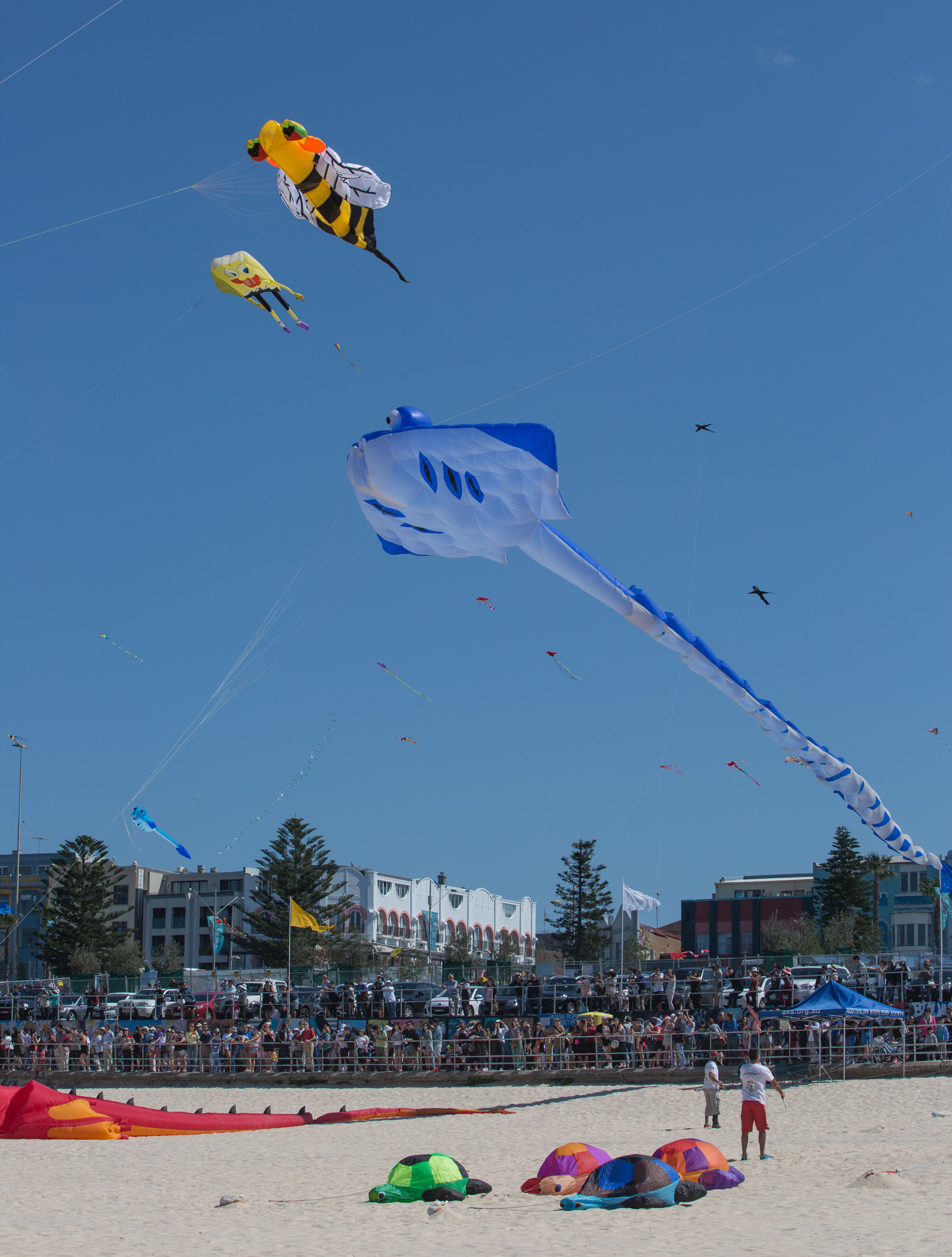 悉尼风筝节在邦迪海滩举行