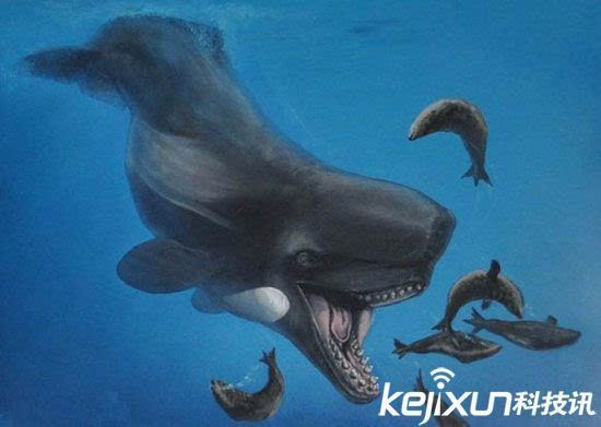 梅尔维尔鲸vs龙王鲸图片