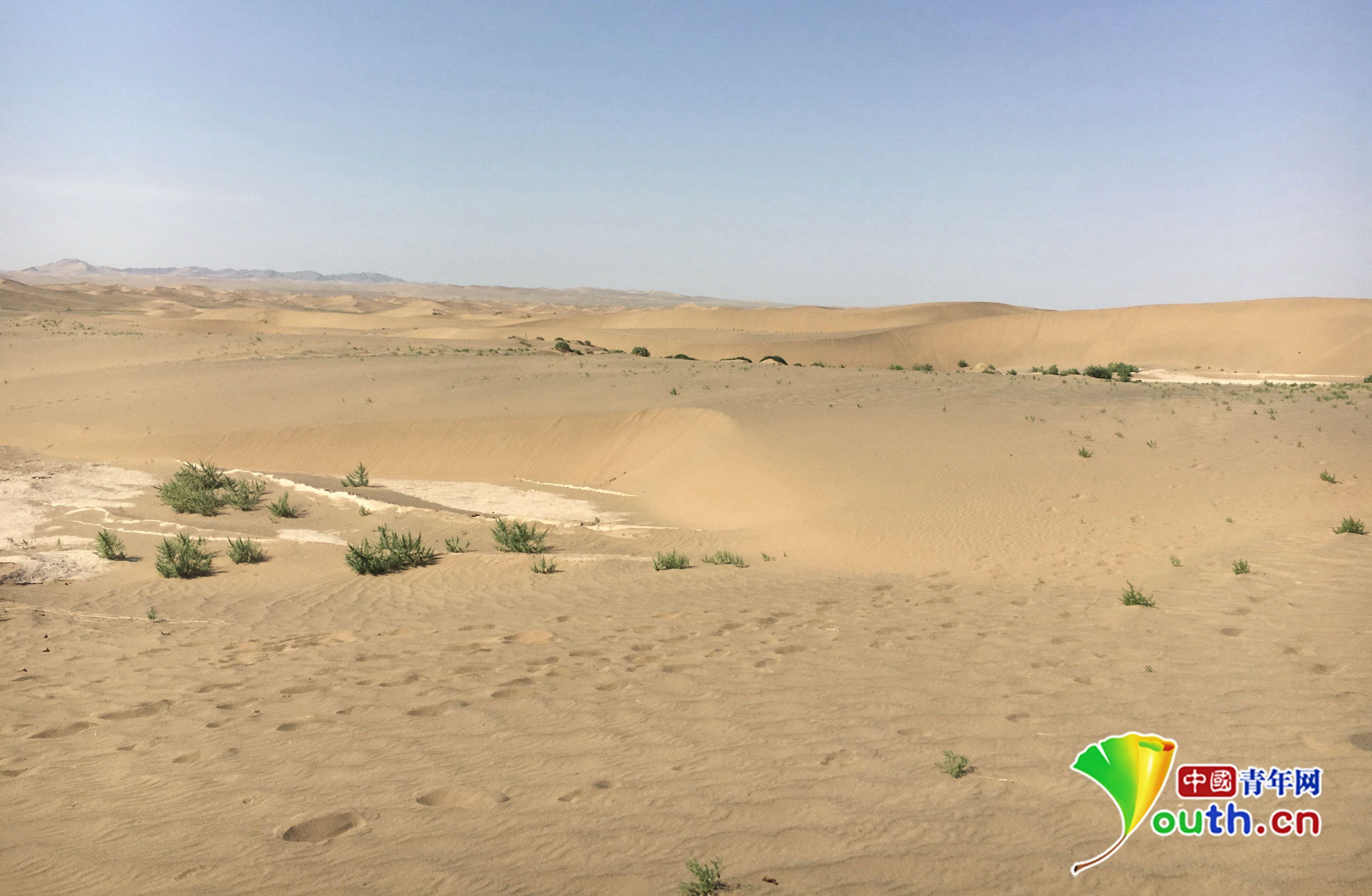 荒漠化治理:"沙漠都江堰"到沙产业崛起