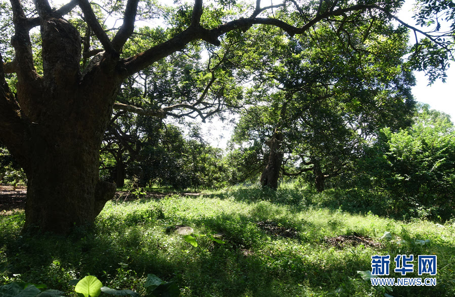 正是乌榄成熟时 增城莲塘古村榄香飘