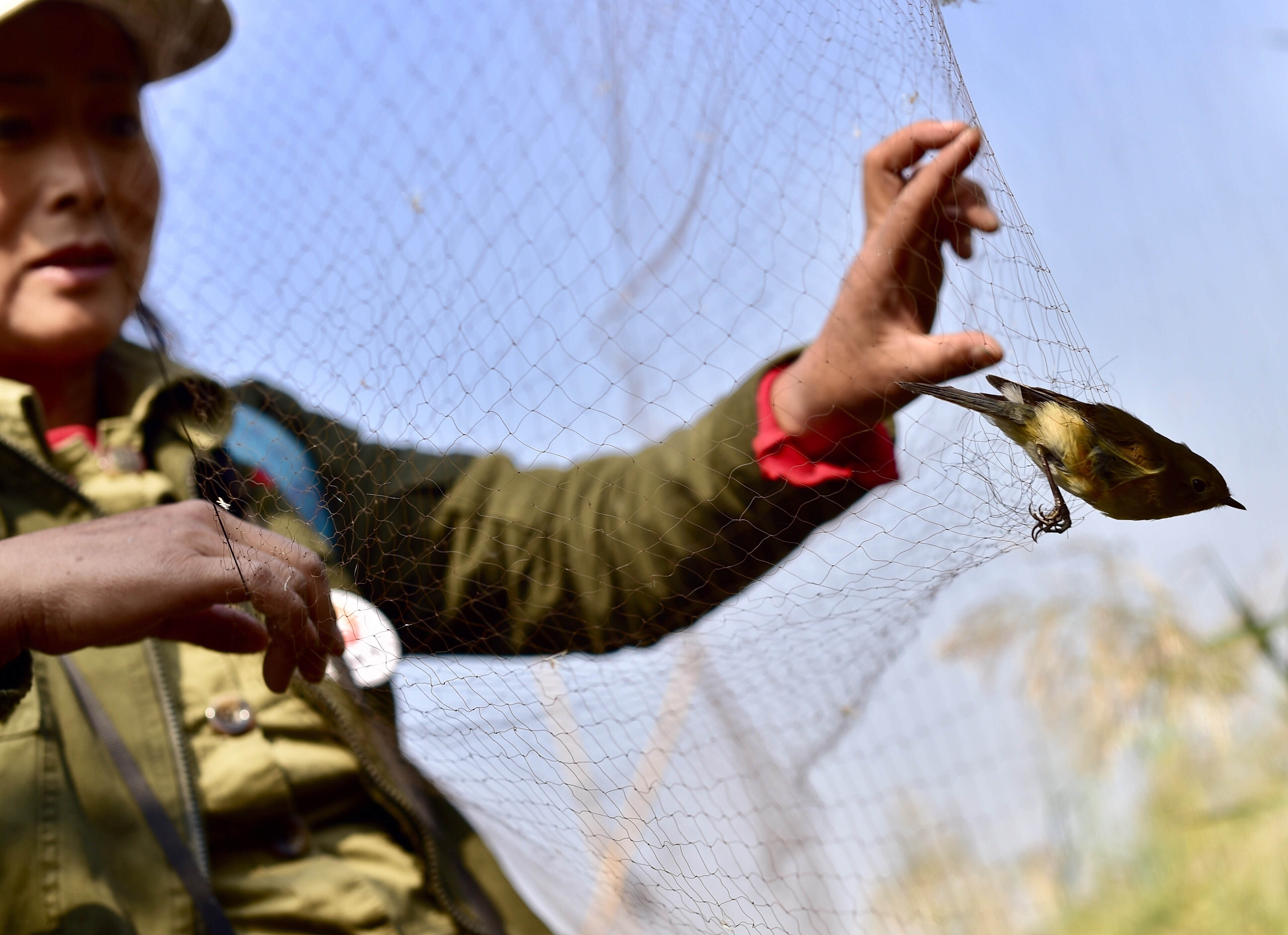 10月10日,护鸟志愿者刘懿丹解救被困的候鸟.