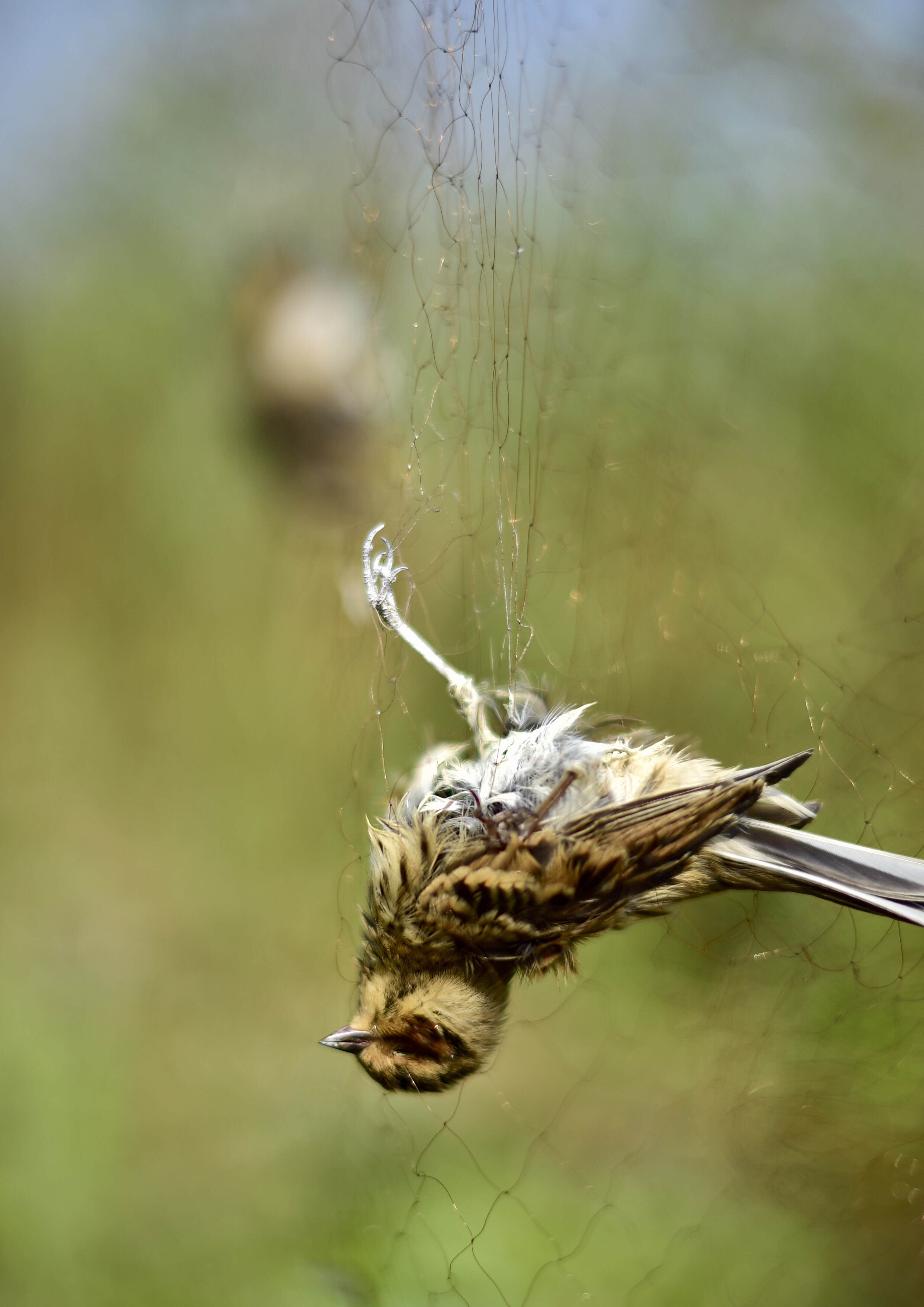 10月10日,护鸟志愿者刘懿丹手持拆除的捕鸟网走出芦苇荡.