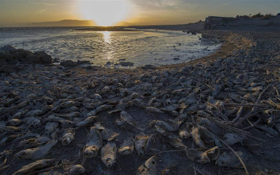 美国加州最大湖泊环境恶化 死鱼堆满岸边