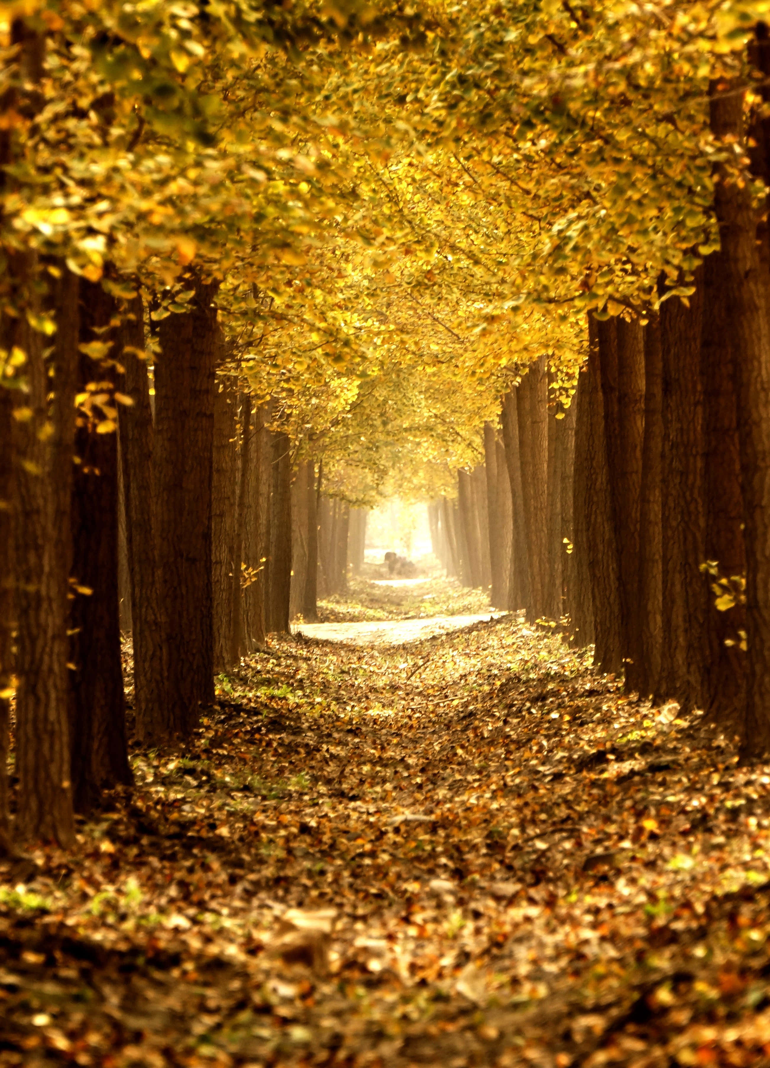 北京:深秋银杏景如画