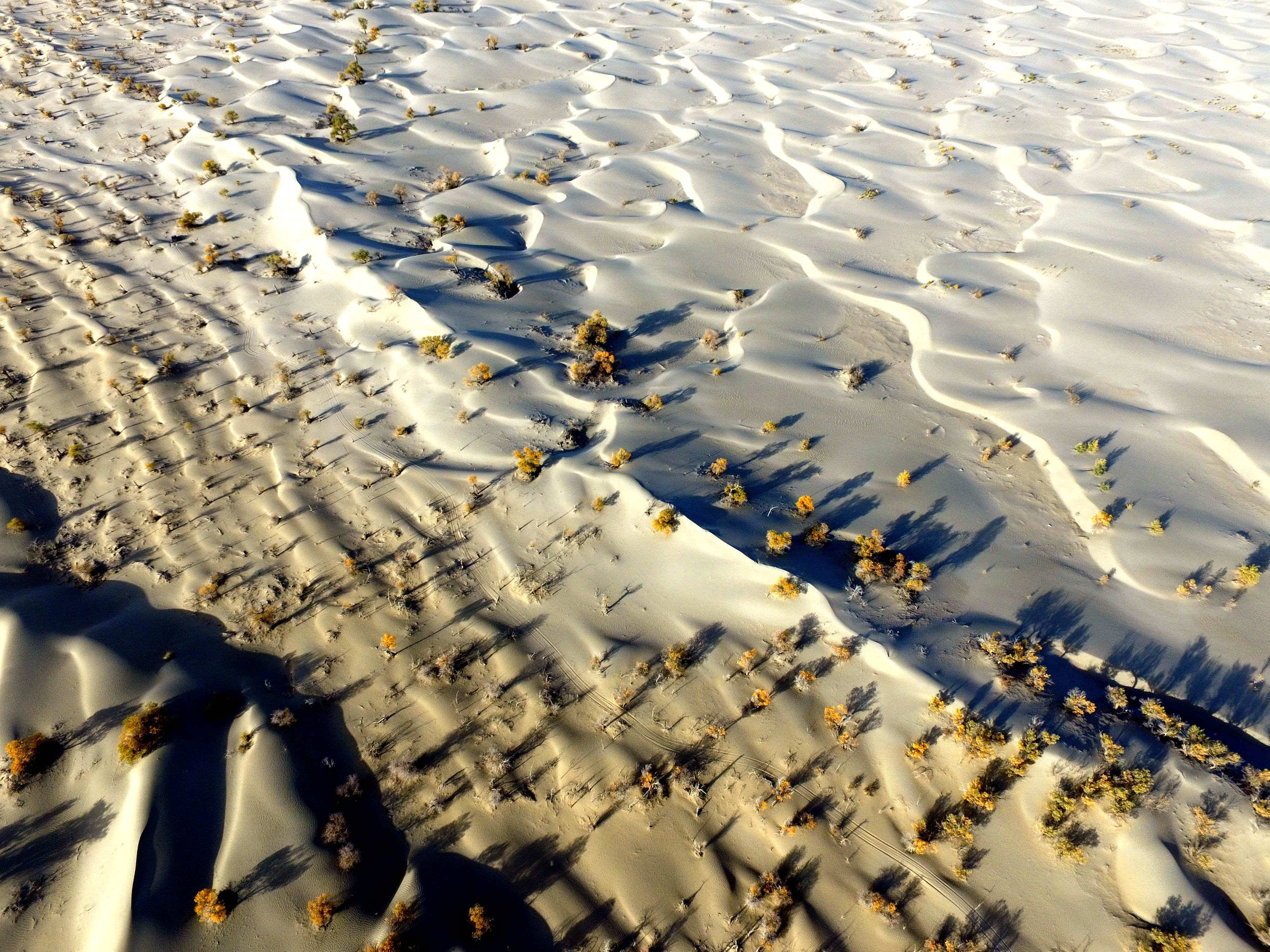 鸟瞰新疆塔克拉玛干沙漠胡杨