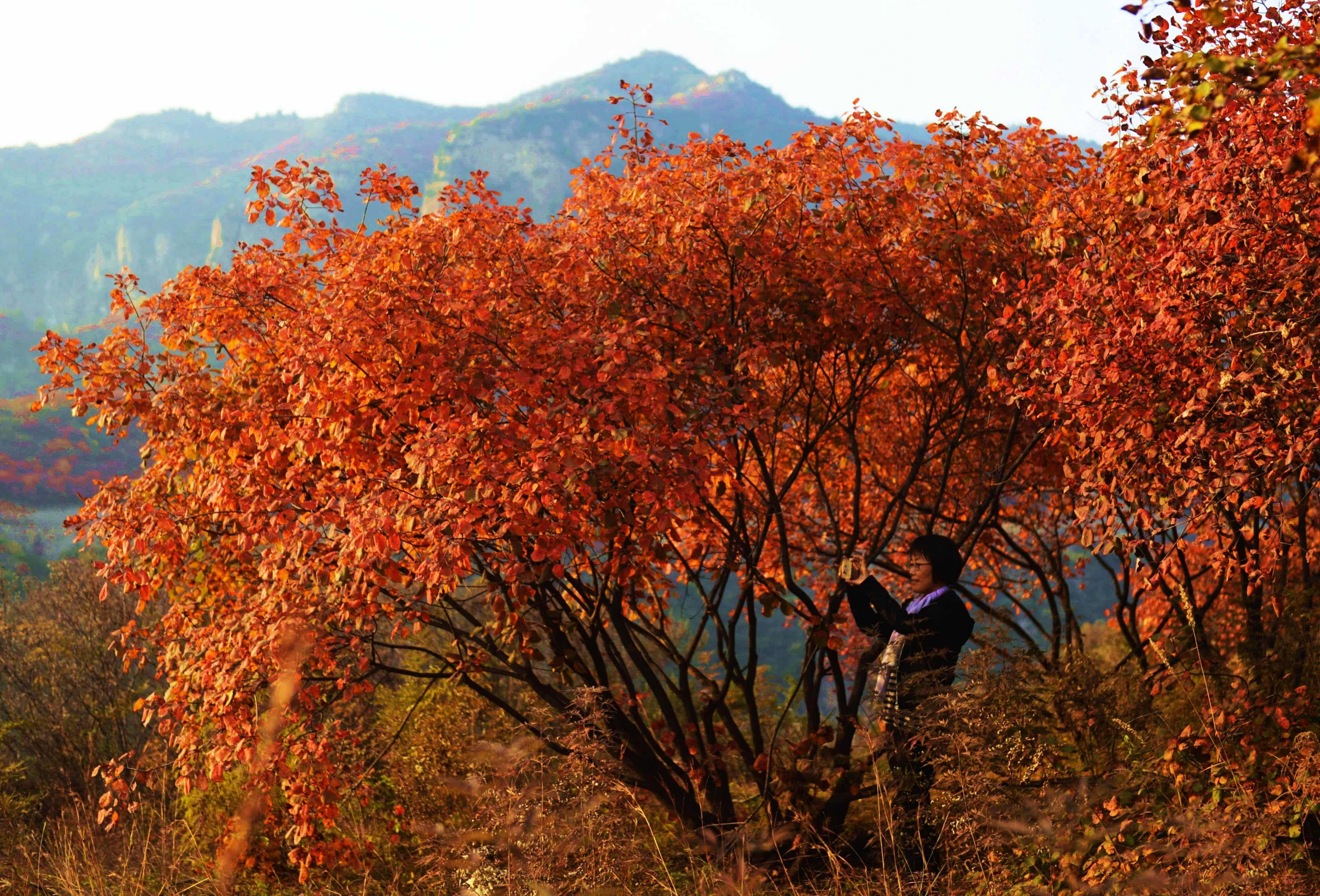 游客在石家庄平山县沕沕水景区拍照(10月17日摄.