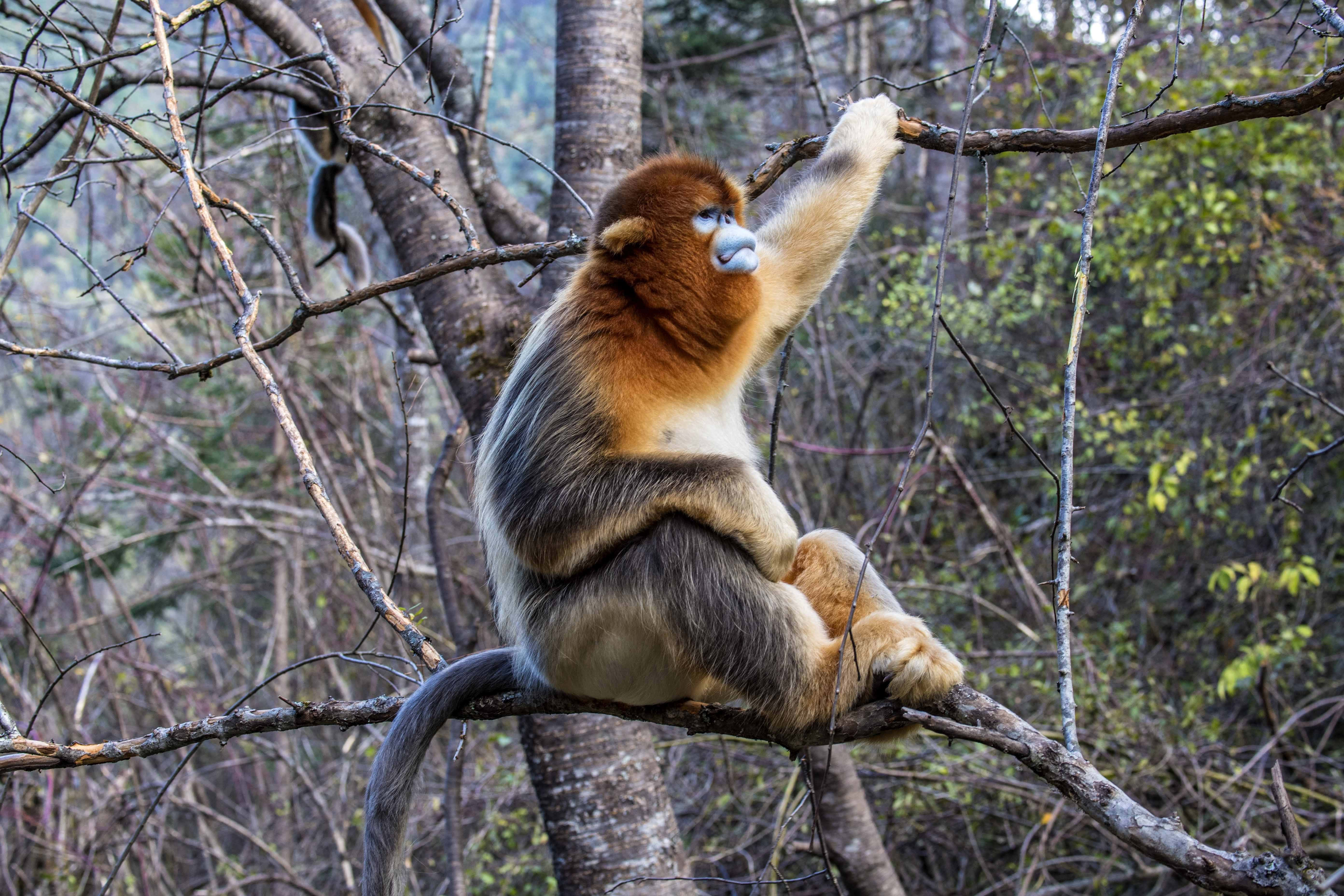 神农架的精灵金丝猴