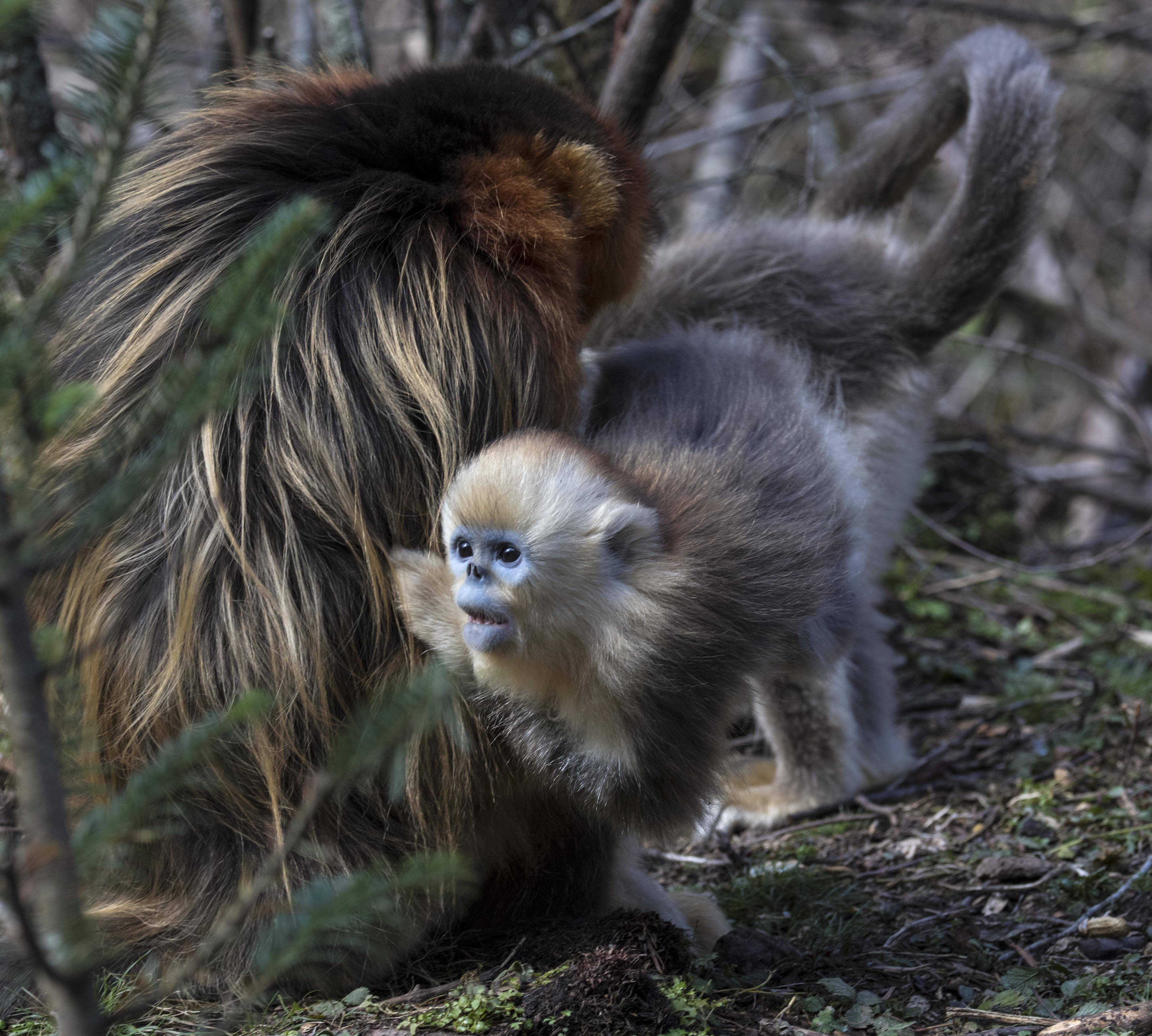 神农架的精灵金丝猴