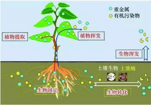 有機汙染物在土壤中的遷移和吸收