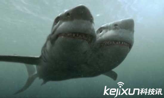 地中海惊现诡异双头鲨!形状如同寄生兽