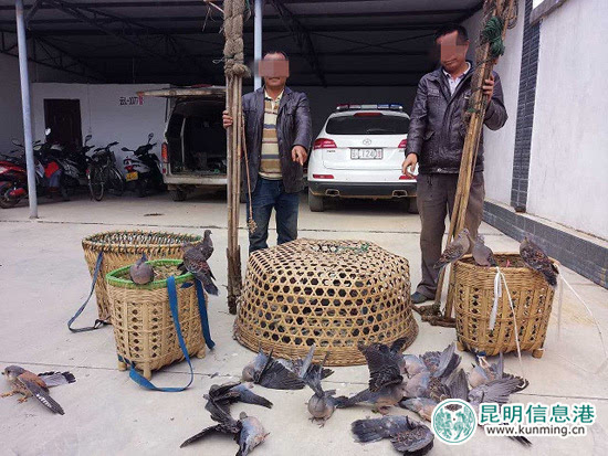 两男子非法猎捕野生动物被刑拘 1只红隼29只斑鸠获救