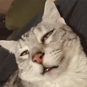 猫咪翻白眼表情包图片