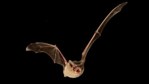 巴西无尾蝙蝠成为水平飞行速度最快的动物