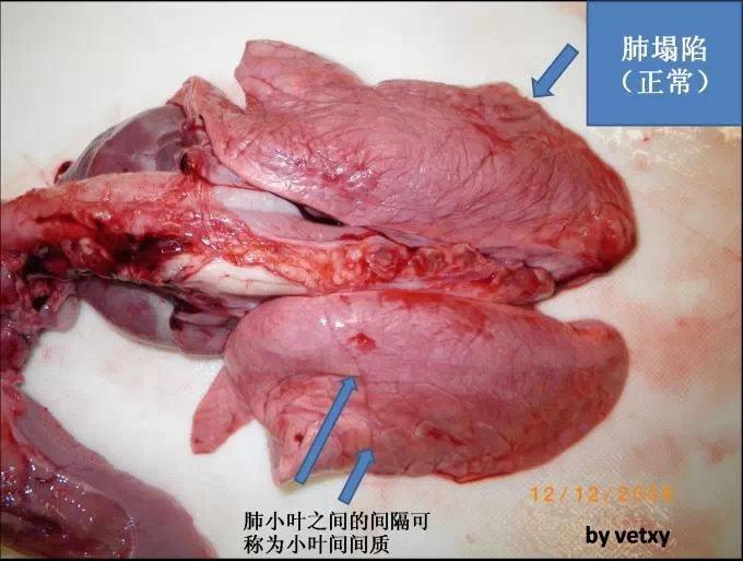 猪传染性胸膜肺炎的预防与治疗这个方案比较具体