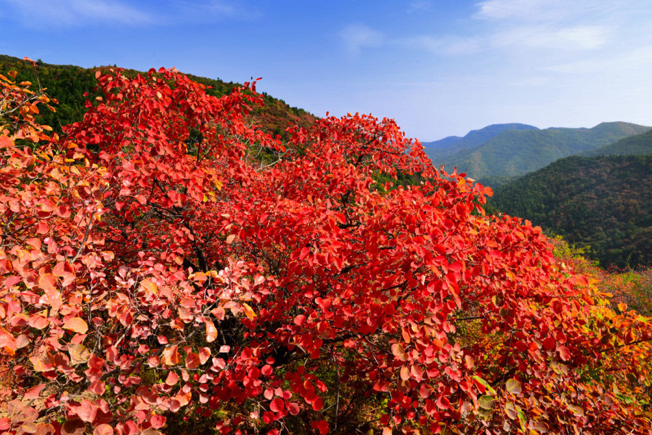 铜川香山红叶图片