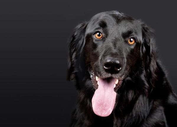 突来的黑狗,晚上哭叫不止,三天后邻居的话应验了