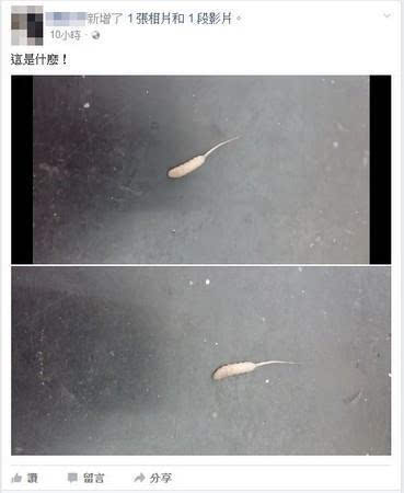 maggots,或者叫鼠尾蛆),它是长尾管蚜蝇的幼虫,而长尾
