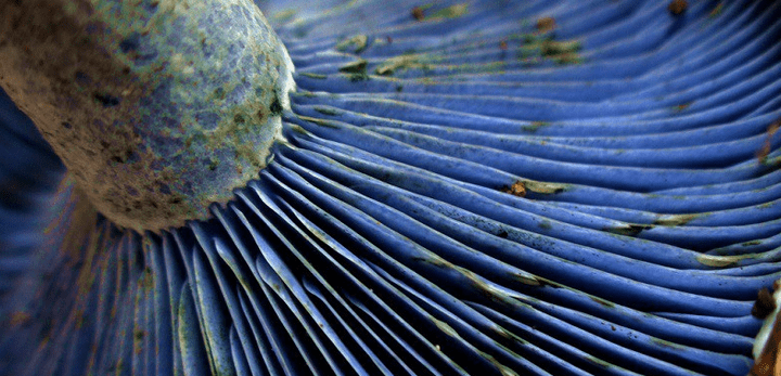 lactarius indigo,蓝绿乳菇,是红菇科下的一种真菌.