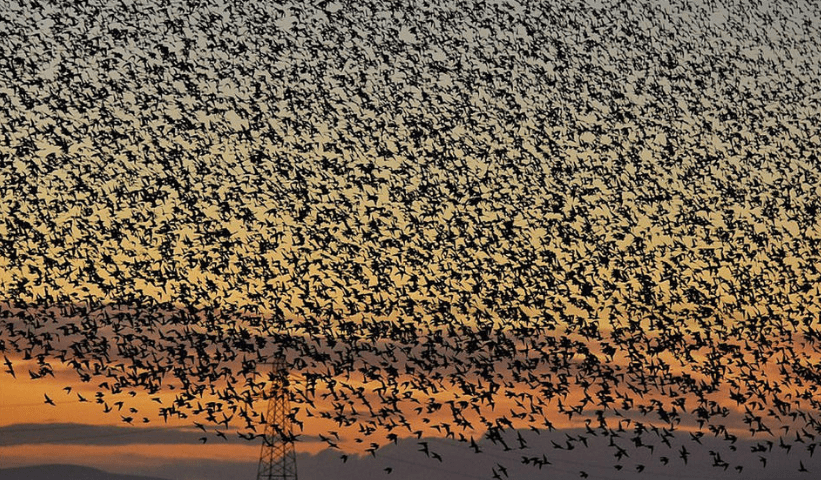 成千上万只飞鸟集体迁徙遮云蔽日场面壮观