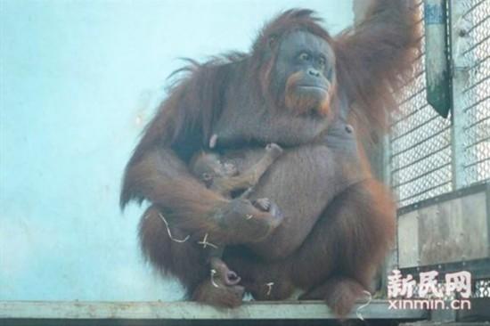 上海动物园首次繁殖猩猩成功 野外不足7万只