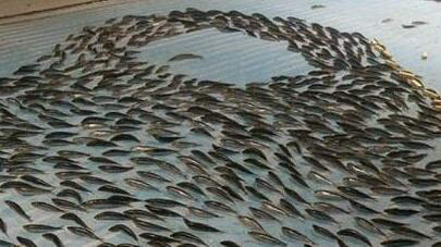 冰面下铺5千条鱼网友纷纷谴责该做法残忍令人厌恶