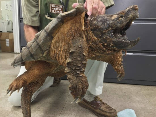 美48斤重稀有大鳄龟被救出下水道逐渐恢复健康(组图)