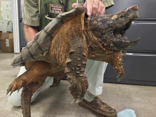 美48斤重稀有大鳄龟被救出下水道逐渐恢复健康