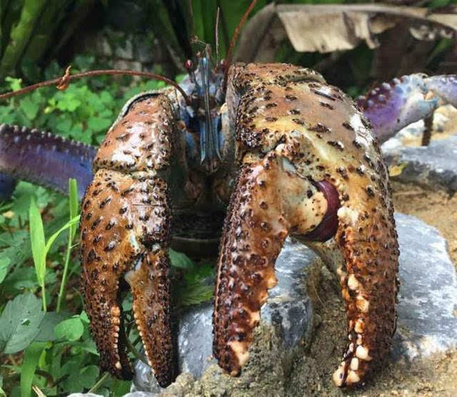 研究显示椰子蟹拥有动物王国中最强大的钳力