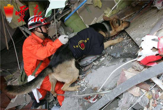 搜救犬银虎图片