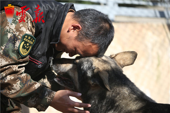 搜救犬银虎图片