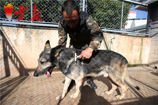 搜救犬银虎图片