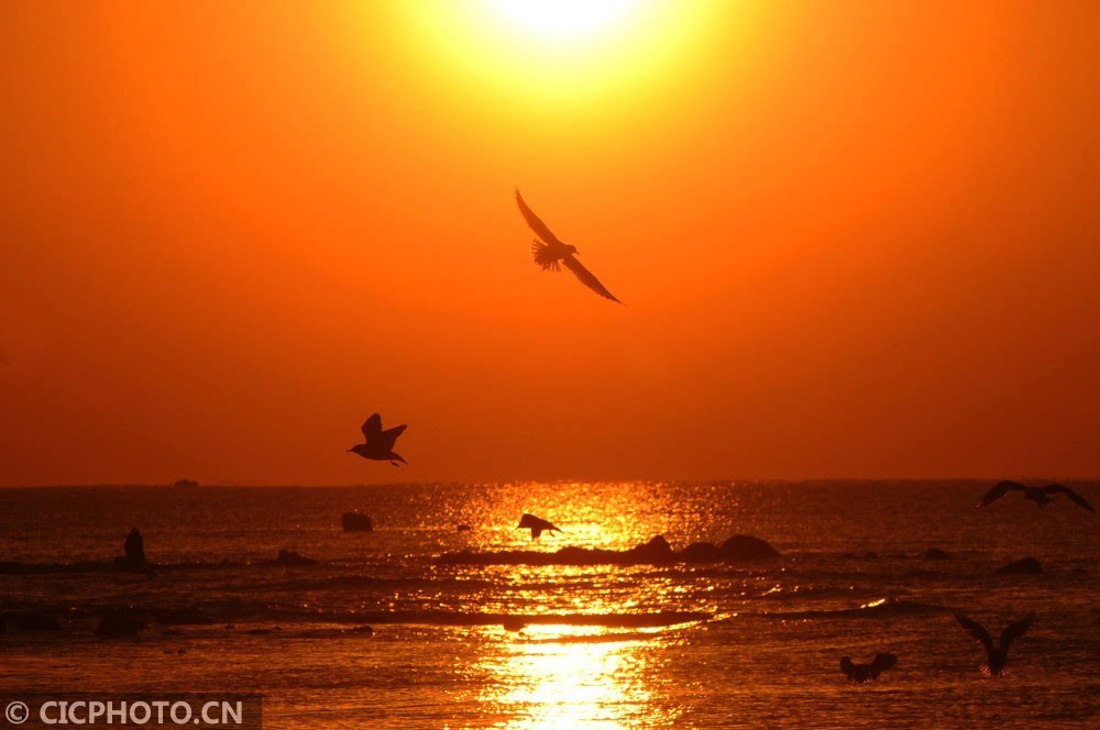 海上日出海鸥飞翔图片图片
