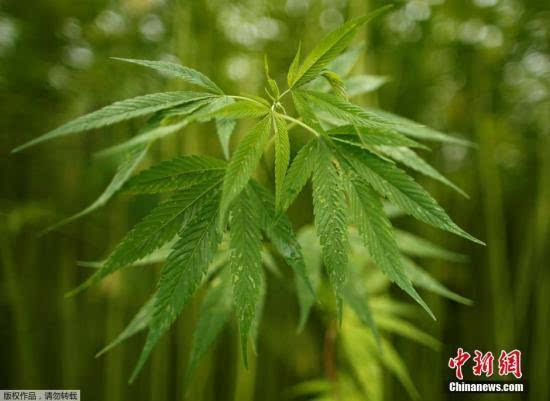 广东一男网购"种子"种大麻百多株 横财未发被抓获