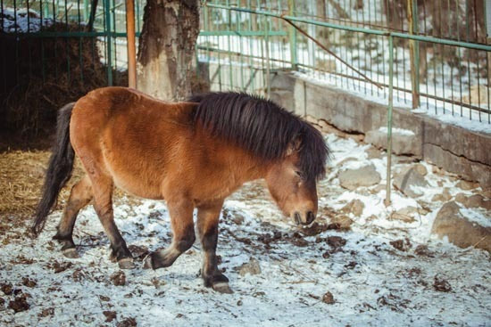 城市交通等带来诸多不便,但却给丹东锦江山公园里的动物们带来了无限