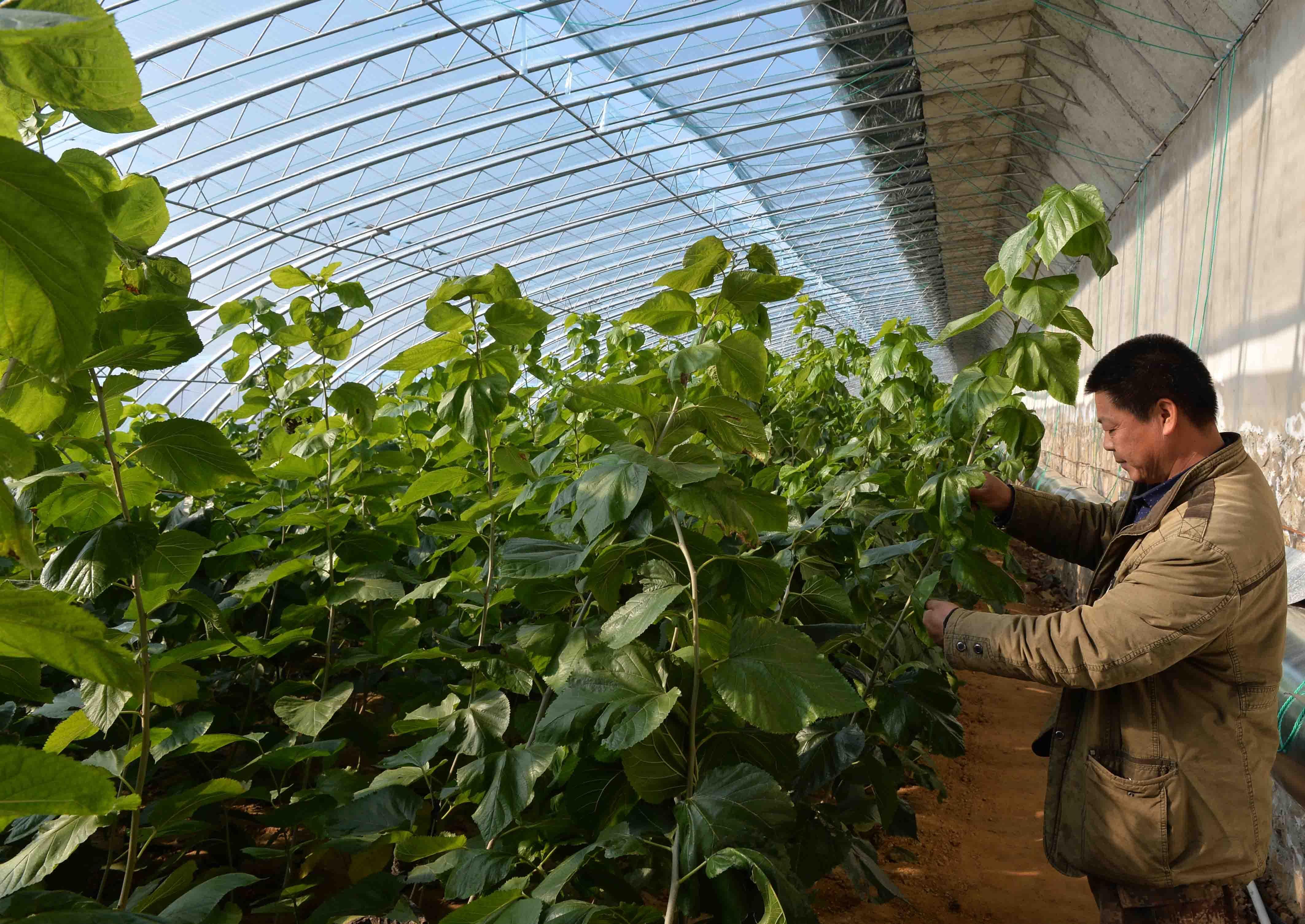 刘公岛台湾梅花鹿和长鬃山羊的饱暖冬日