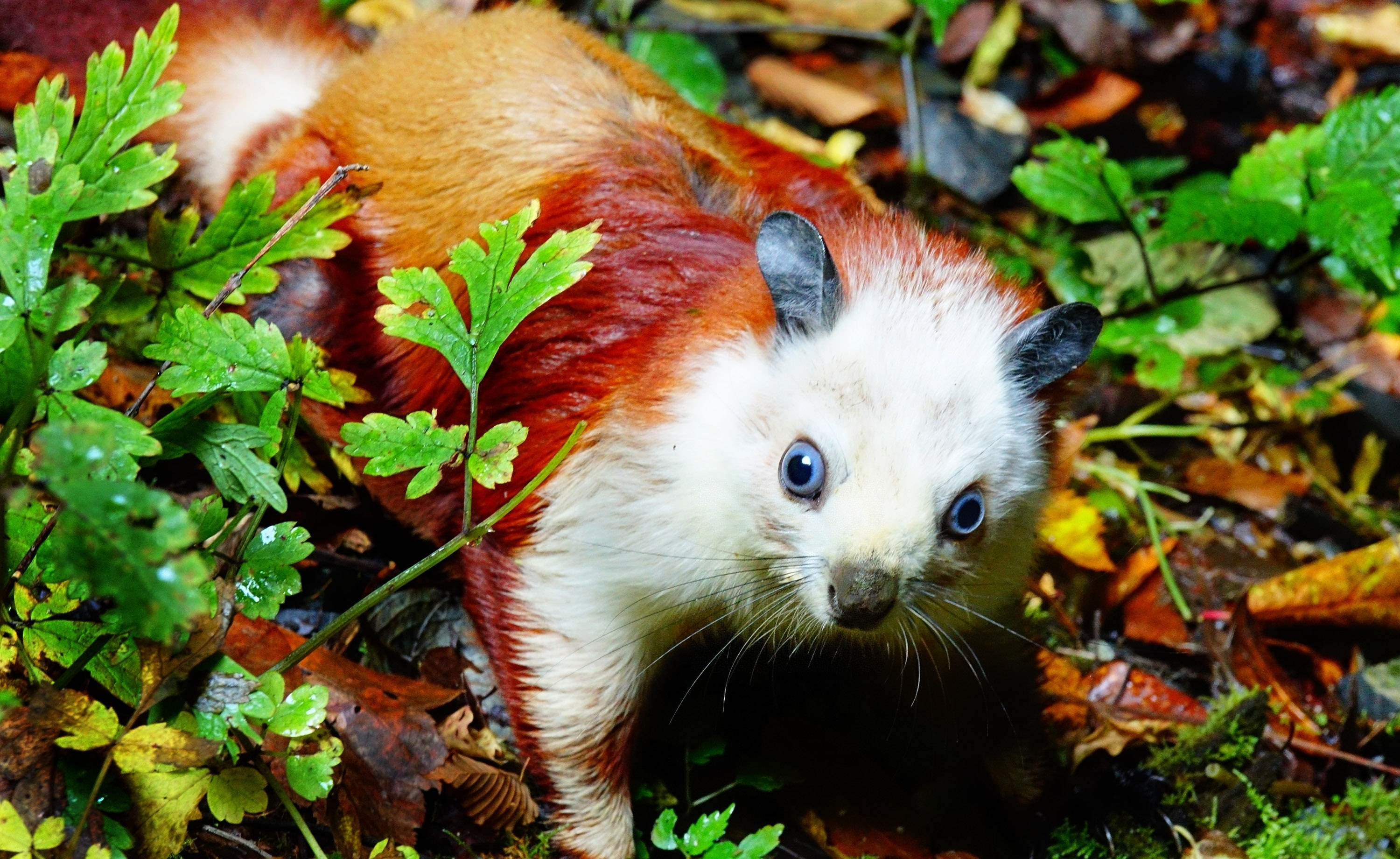 图为考察人员在陕西汉中天悬天坑底拍摄到的飞猫.(新华社发)