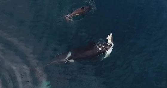 虎鲸捕猎鲨鱼图片