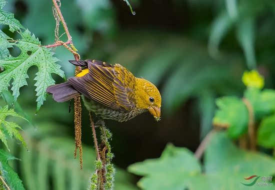 云南高黎贡山500余种鸟类成村民"财神爷"