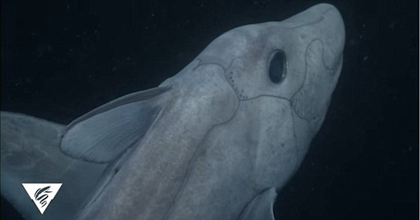 这种别名为"鬼鲨"的珍奇鱼类,因其头部外形酷似老鼠,所以它又被称为"