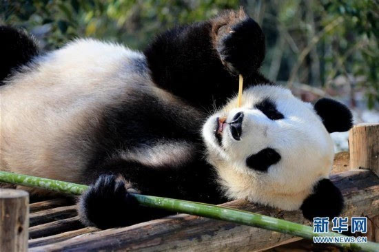 浓妆艳抹熊猫图片
