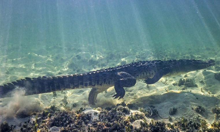 大胆摄影师水下拍摄鳄鱼特写走红