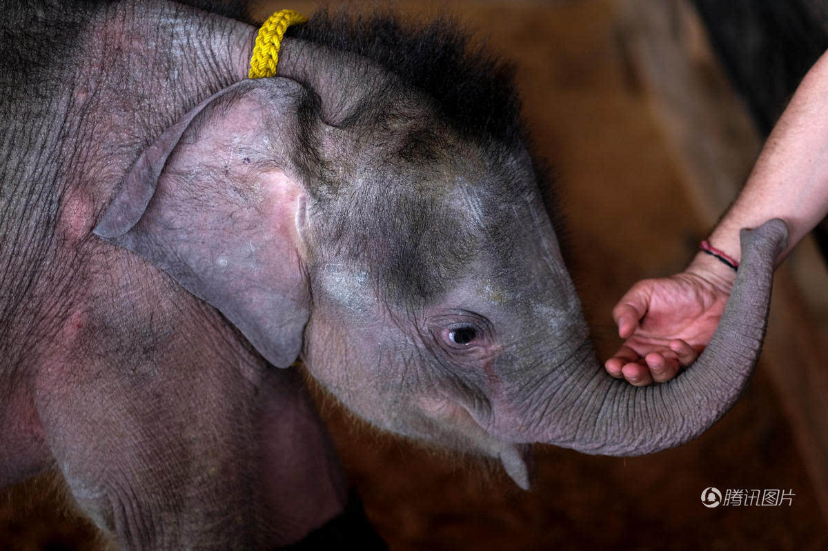 世界上最小的大象图片