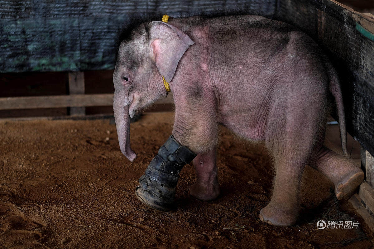 泰国残疾小象初试水瞪大眼睛很呆萌