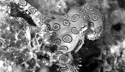 沼泽章鱼毒王图片