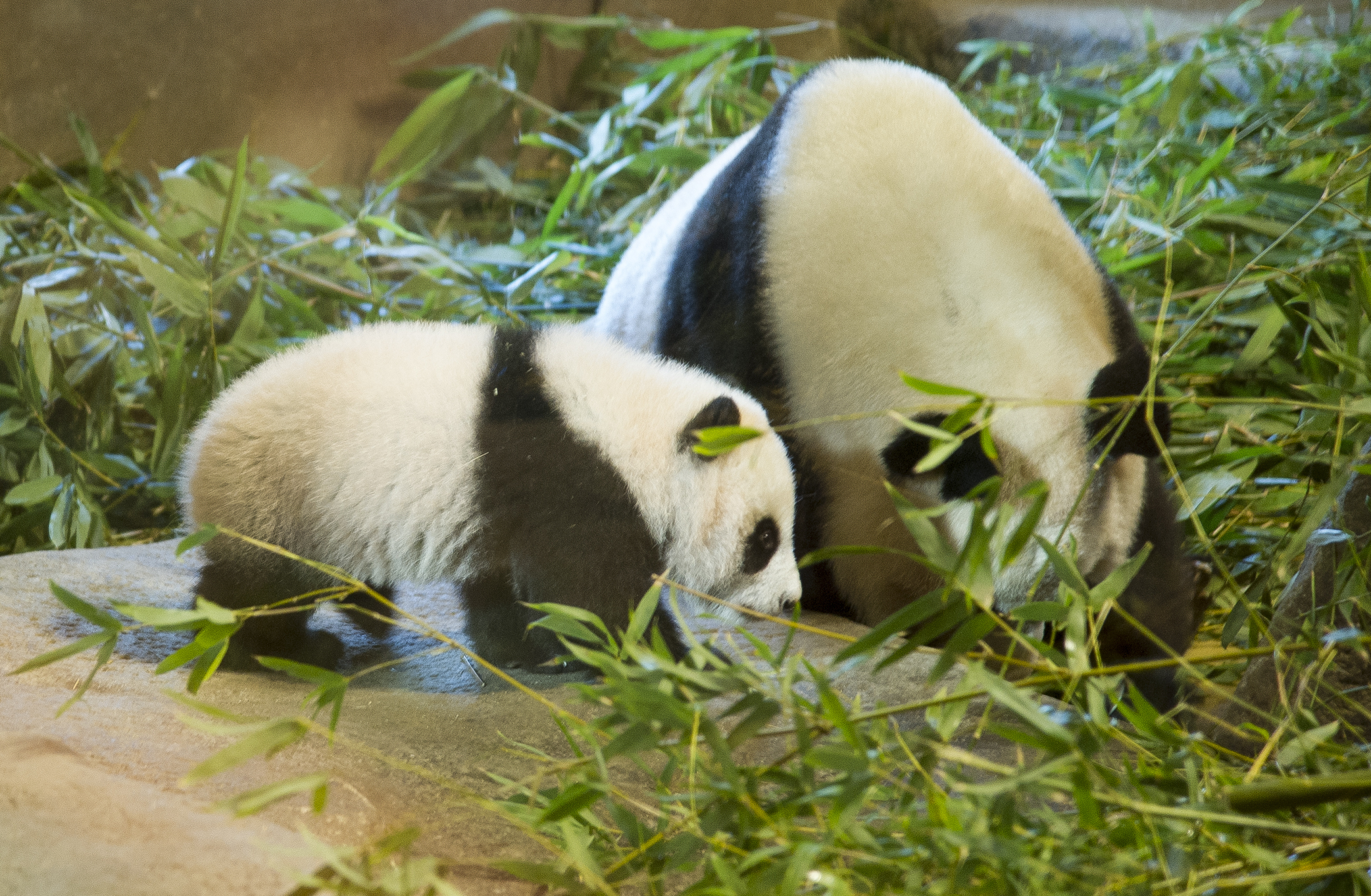 西班牙馬德里動物園為大熊貓命名