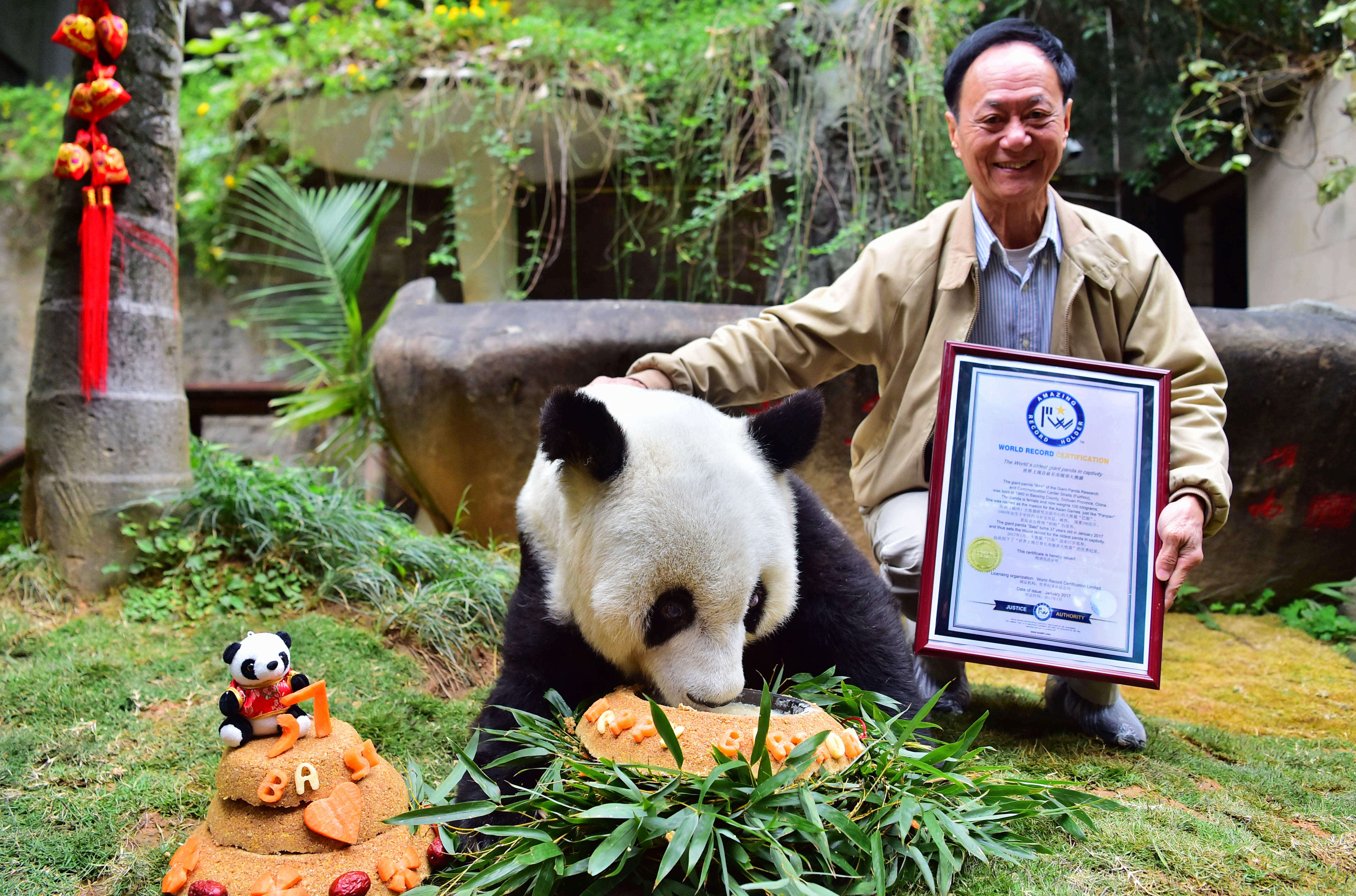 《世界上现存最长寿圈养大熊猫》证书