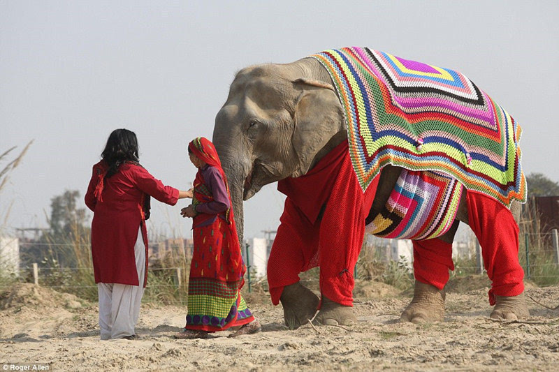 印度:曾遭毒打大象穿上特制大号新衣过冬