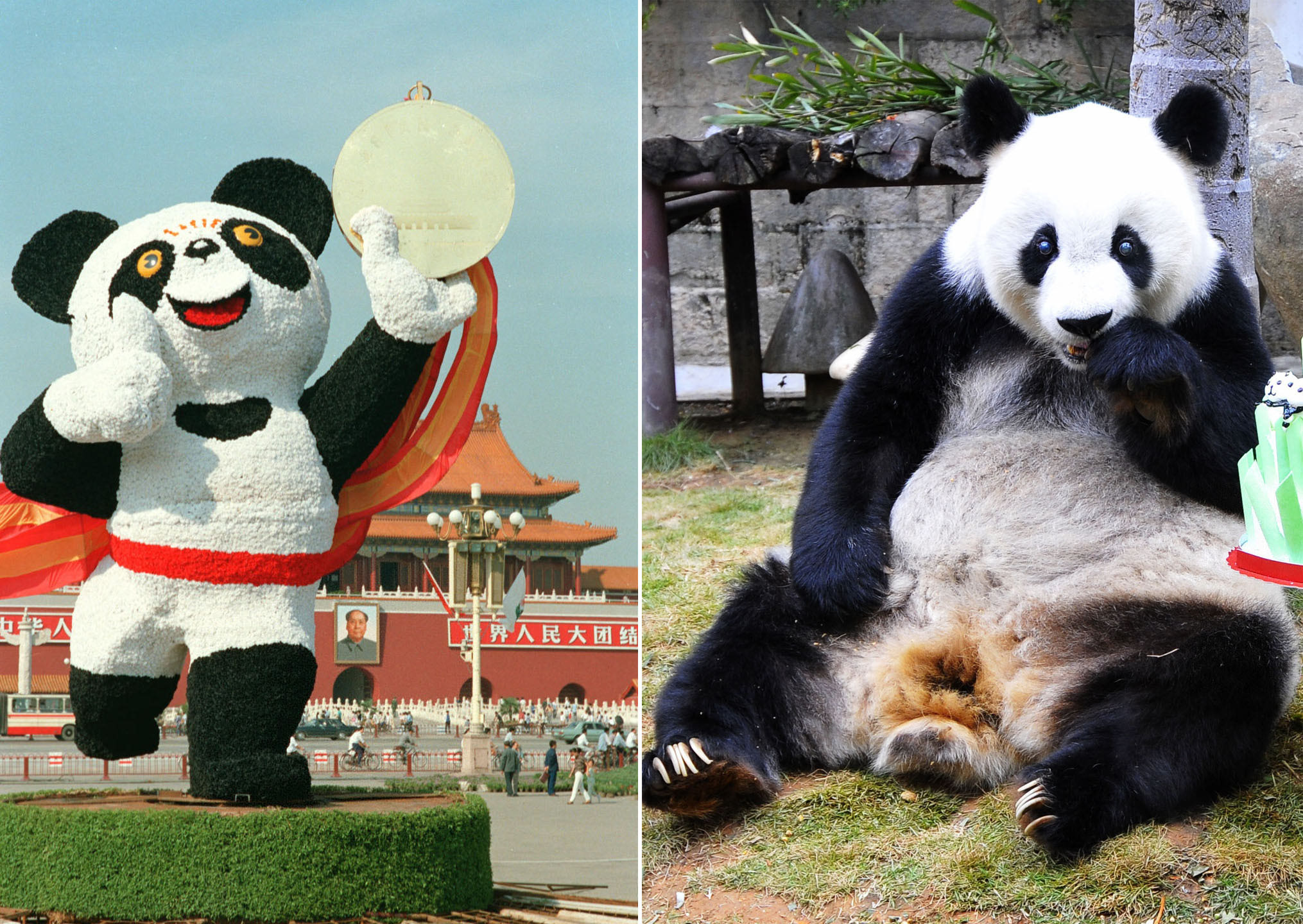 熊猫巴斯标本照片图片