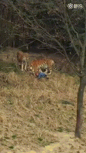 官方通报宁波老虎咬死人:游客未买票,翻越围墙