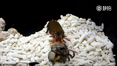 皮皮虾听见了,马上来一套王八拳把蟹给打倒了:在一旁暗中观察的蟹偷偷